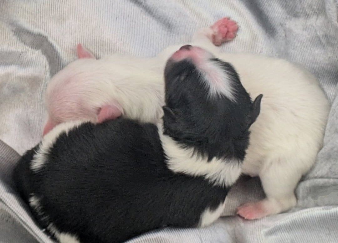 New Born Puppies!!