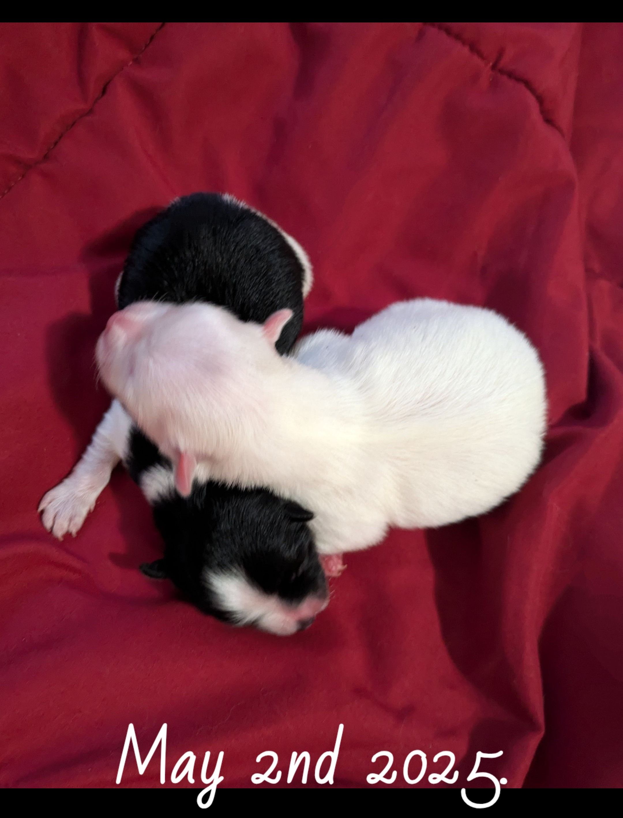 Puppy Cuddle Puddle!!