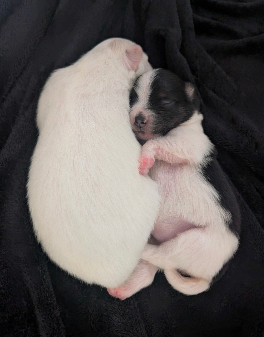 Precious Puppies.