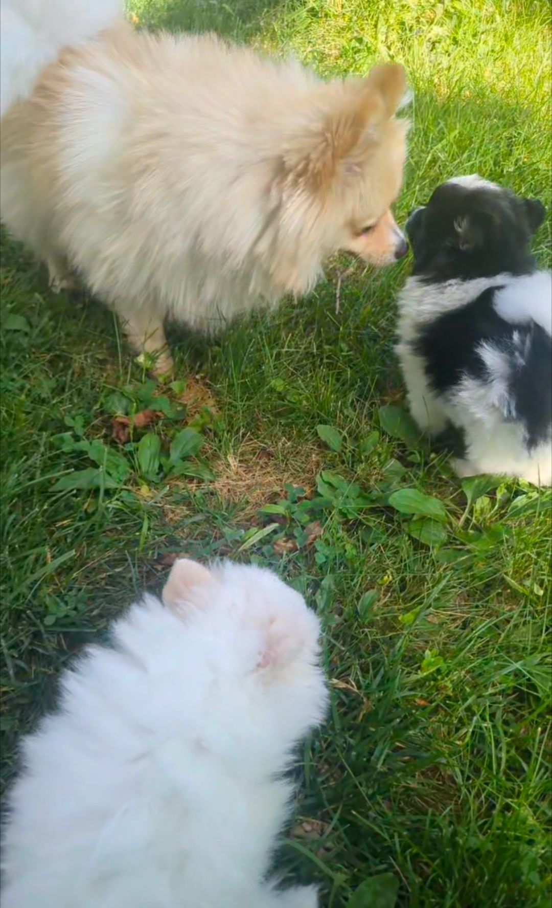 Puppy Playtime! thumbnail 2