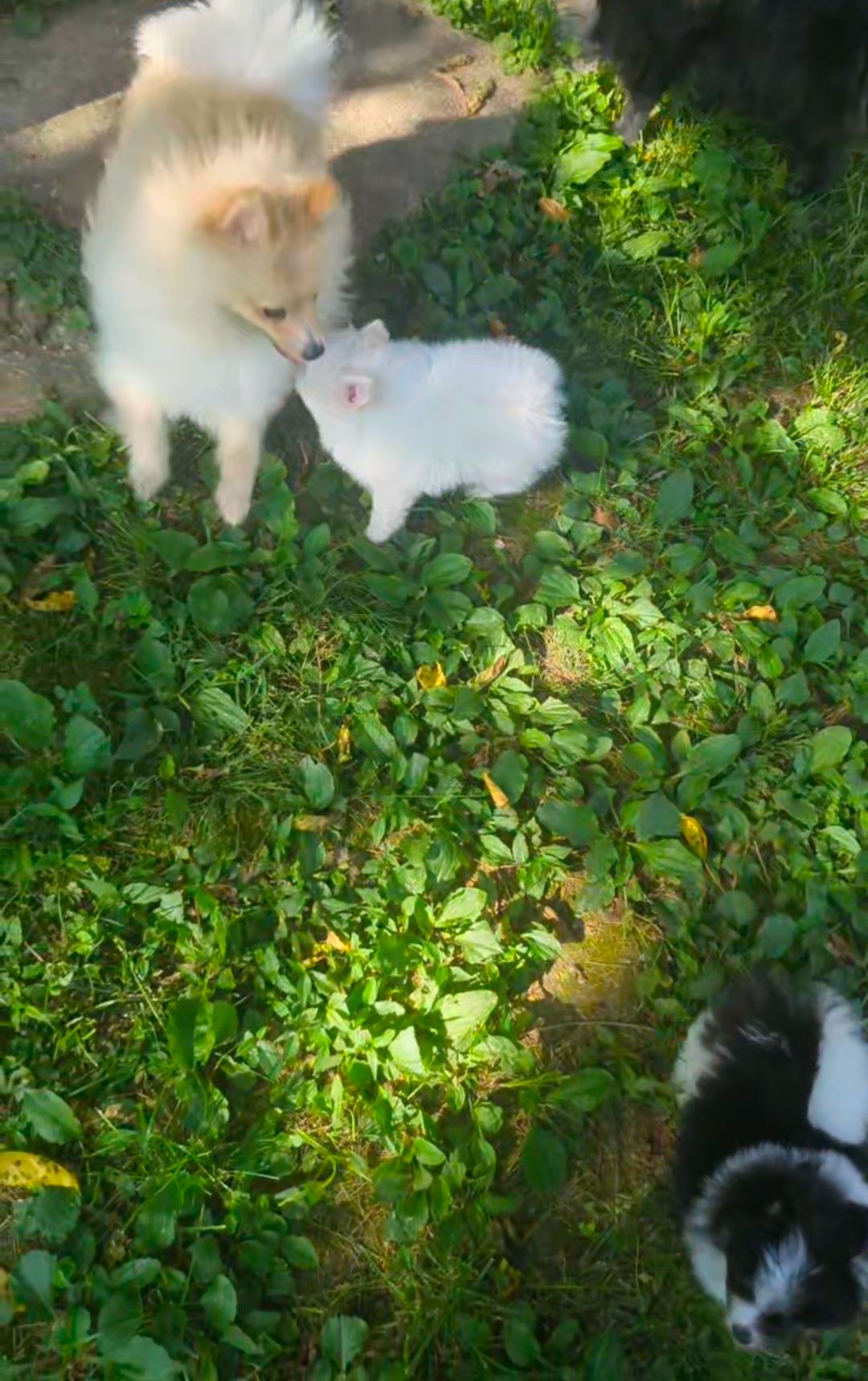 Puppy Playtime! thumbnail 3