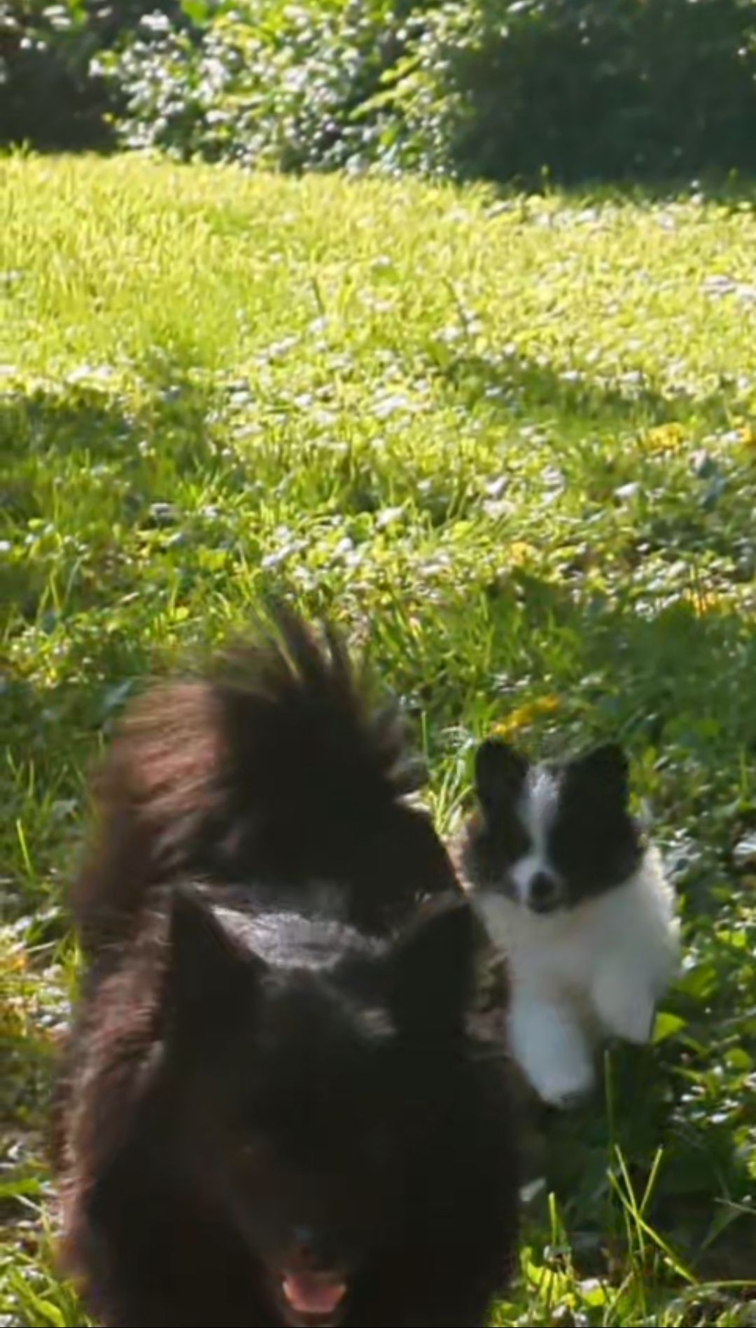 Puppy Playtime! thumbnail 4