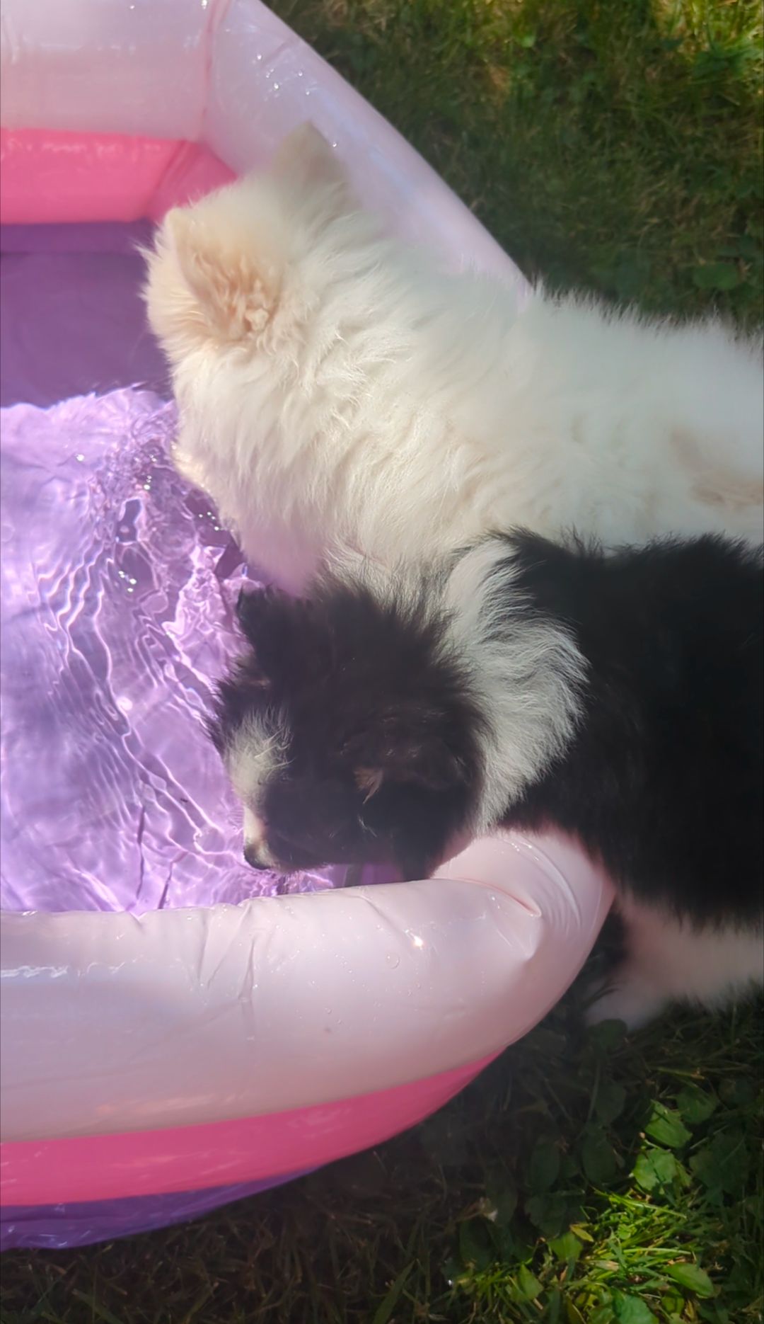 Puppy Pool Party!!  thumbnail 2