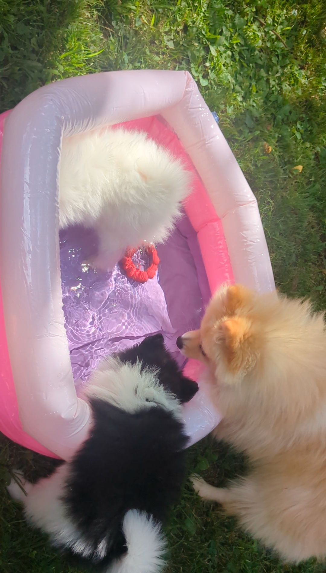 Puppy Pool Party!!  thumbnail 3