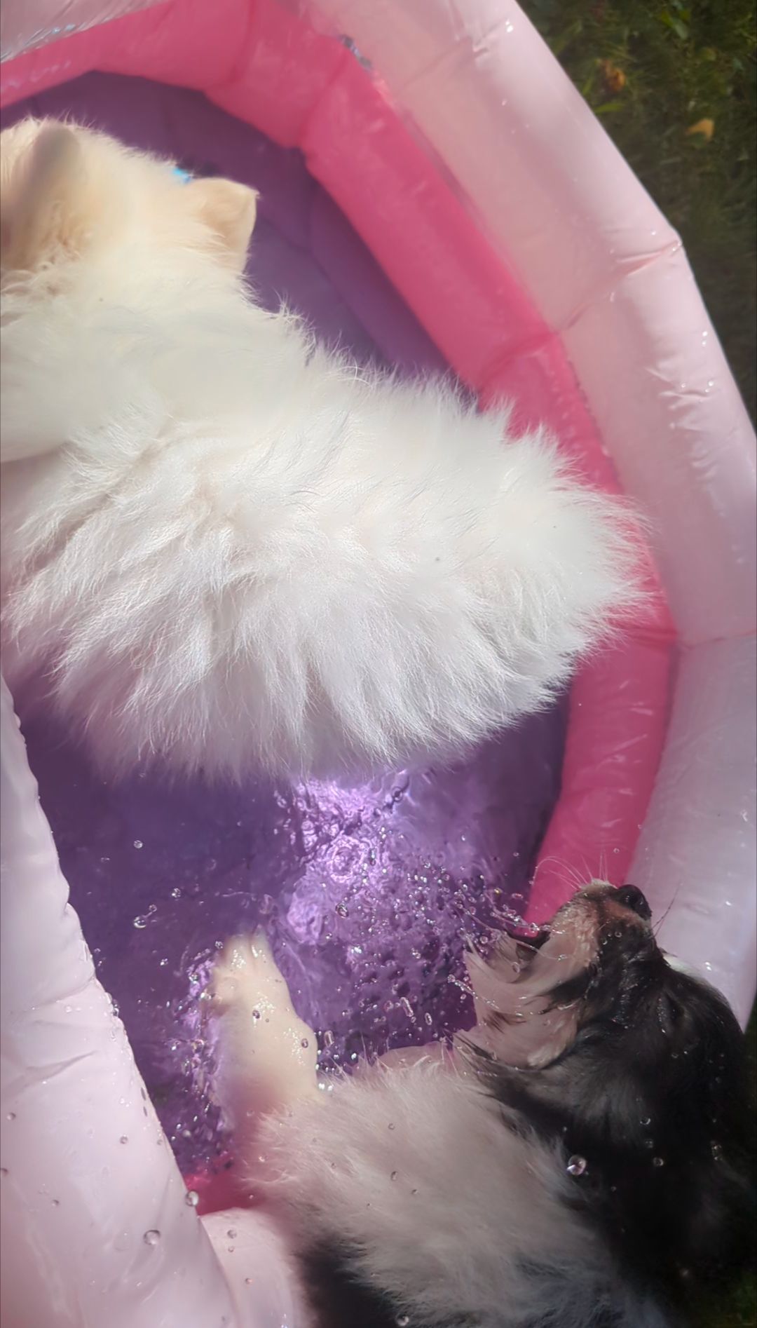 Puppy Pool Party!!  thumbnail 4