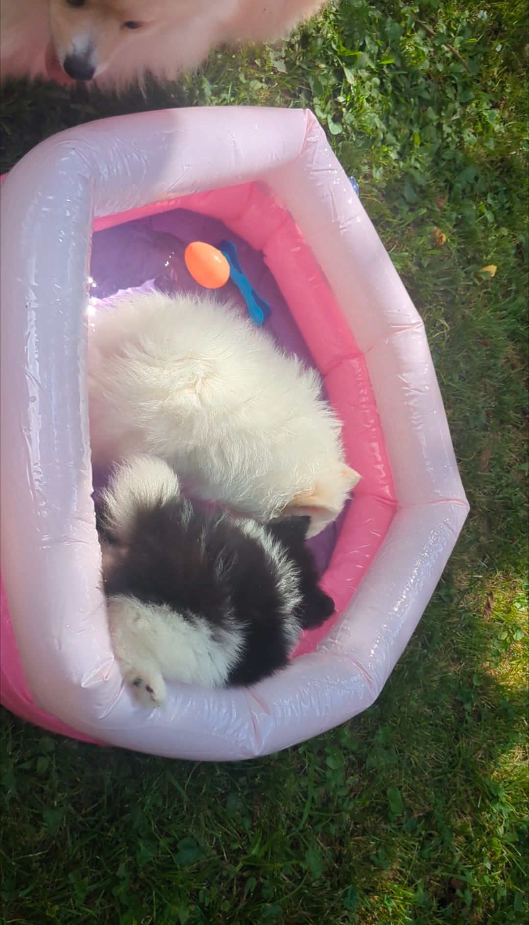 Puppy Pool Party!!  thumbnail 5