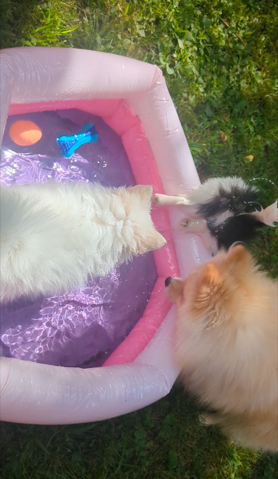 Puppy Pool Party!!  thumbnail 6
