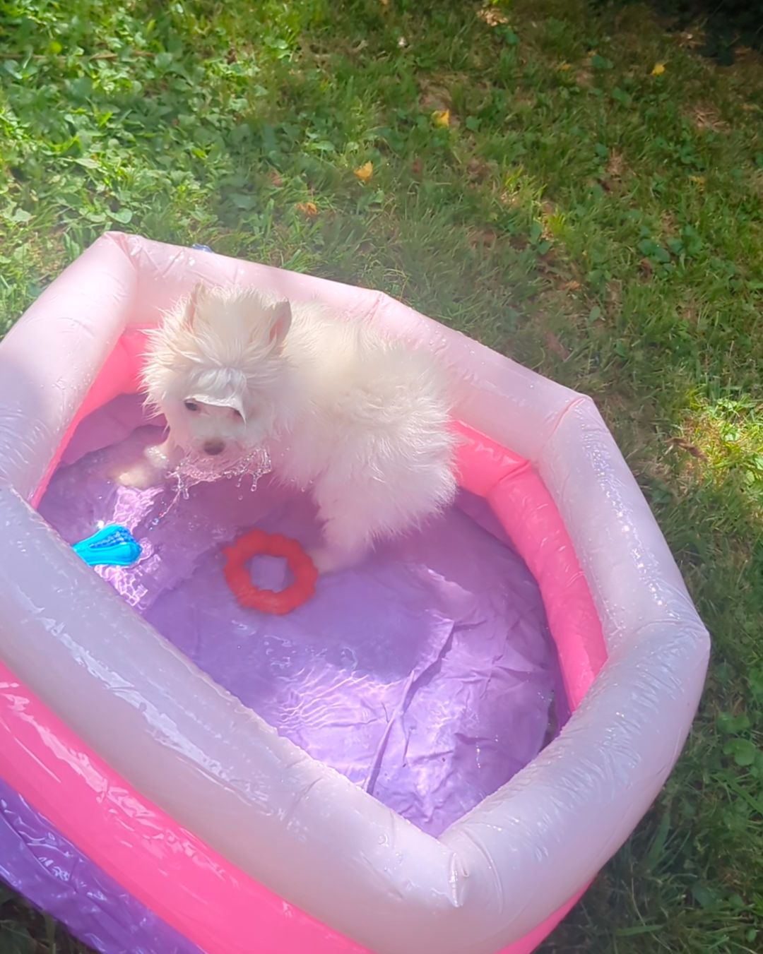 Puppy Pool Party!!  thumbnail 7