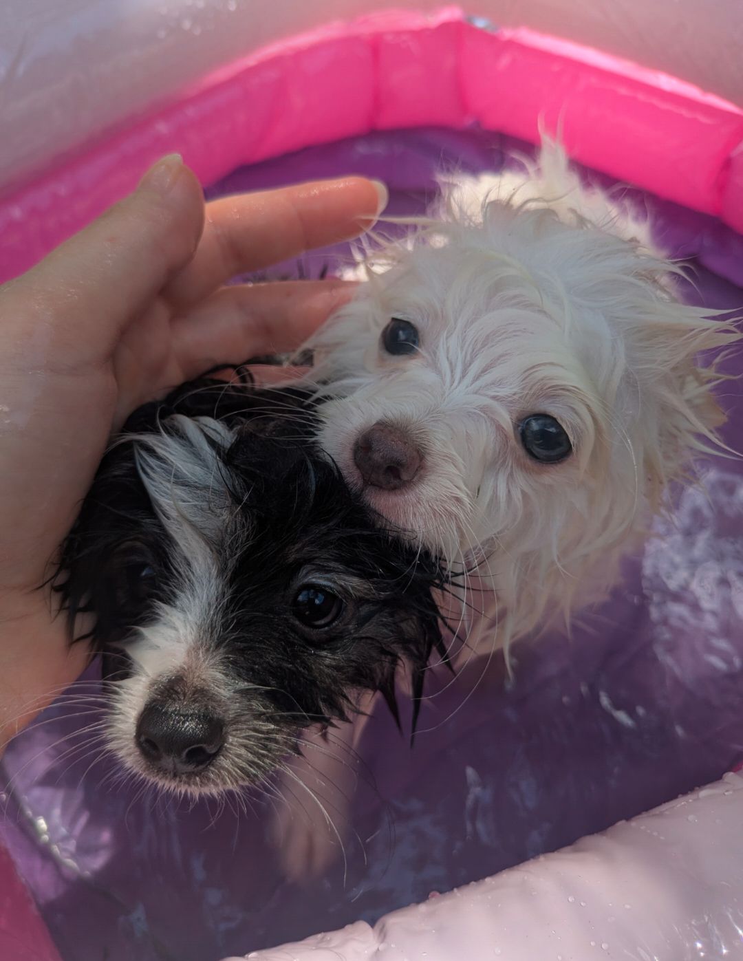 Puppy Pool Party!!  thumbnail 8