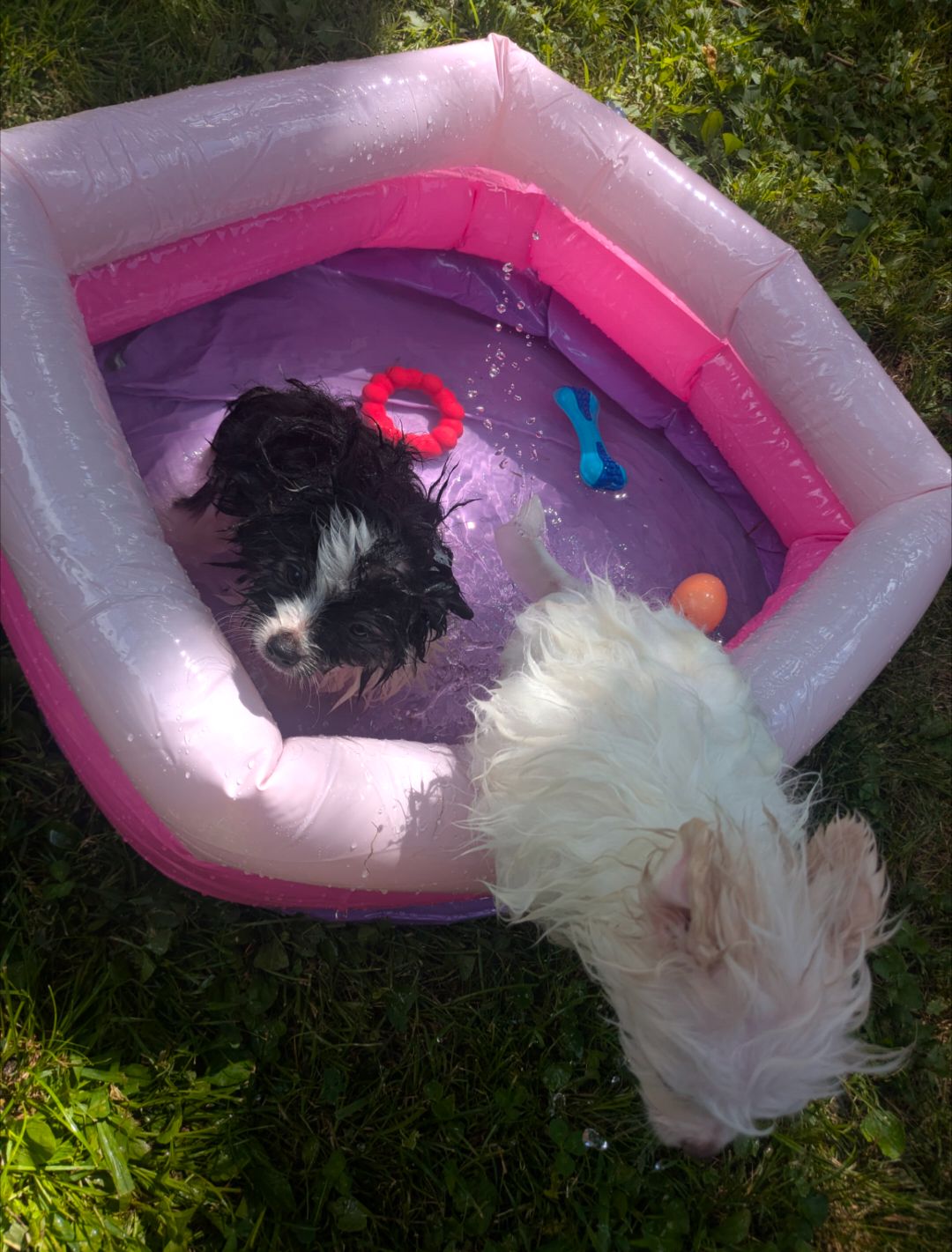 Puppy Pool Party!!  thumbnail 9