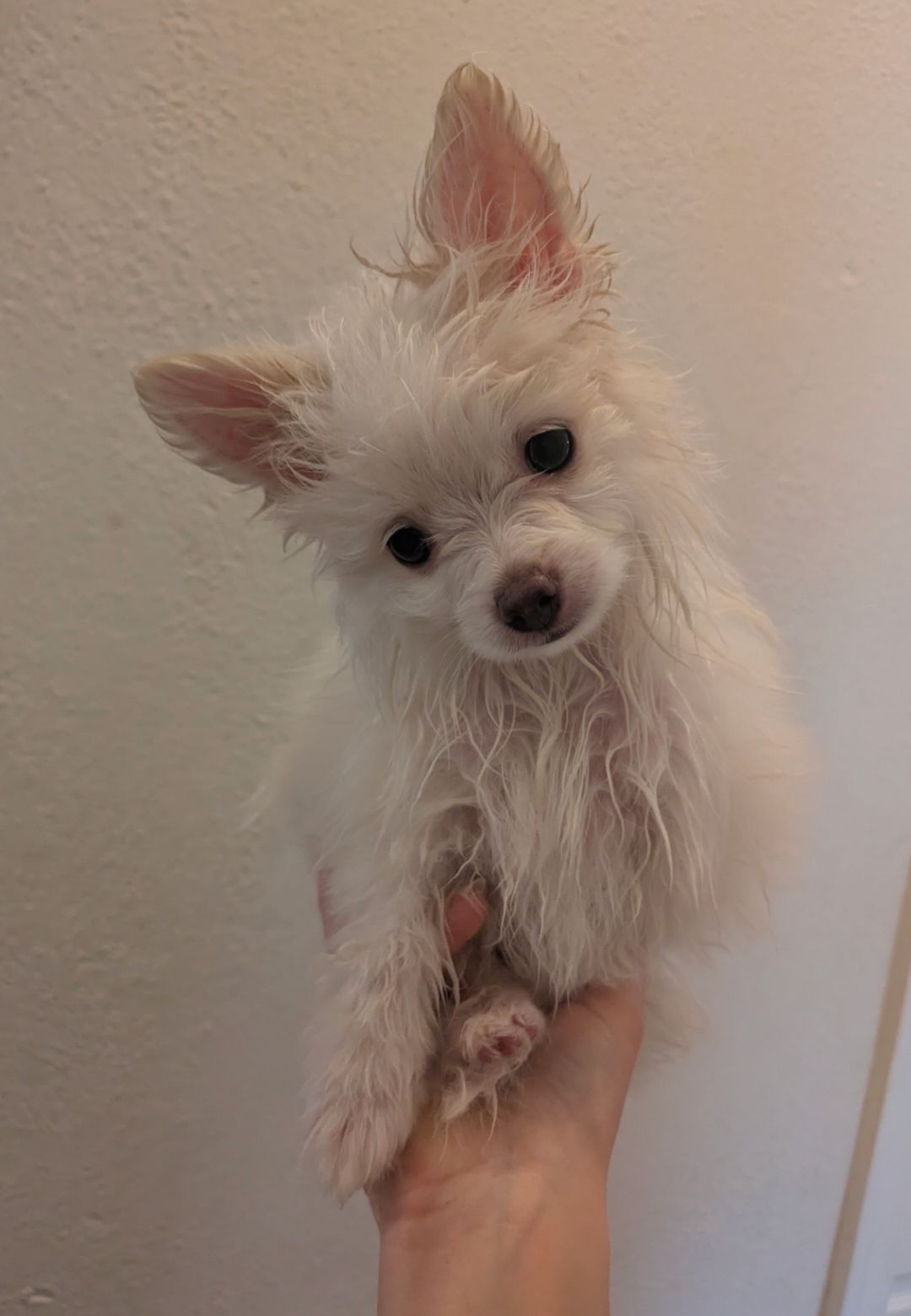 Puppy Pool Party!!  thumbnail 10