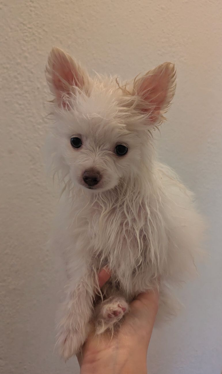 Puppy Pool Party!!  thumbnail 11