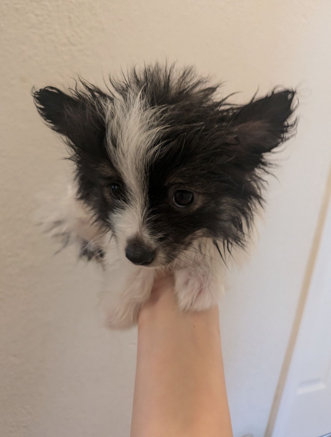 Puppy Pool Party!!  thumbnail 13