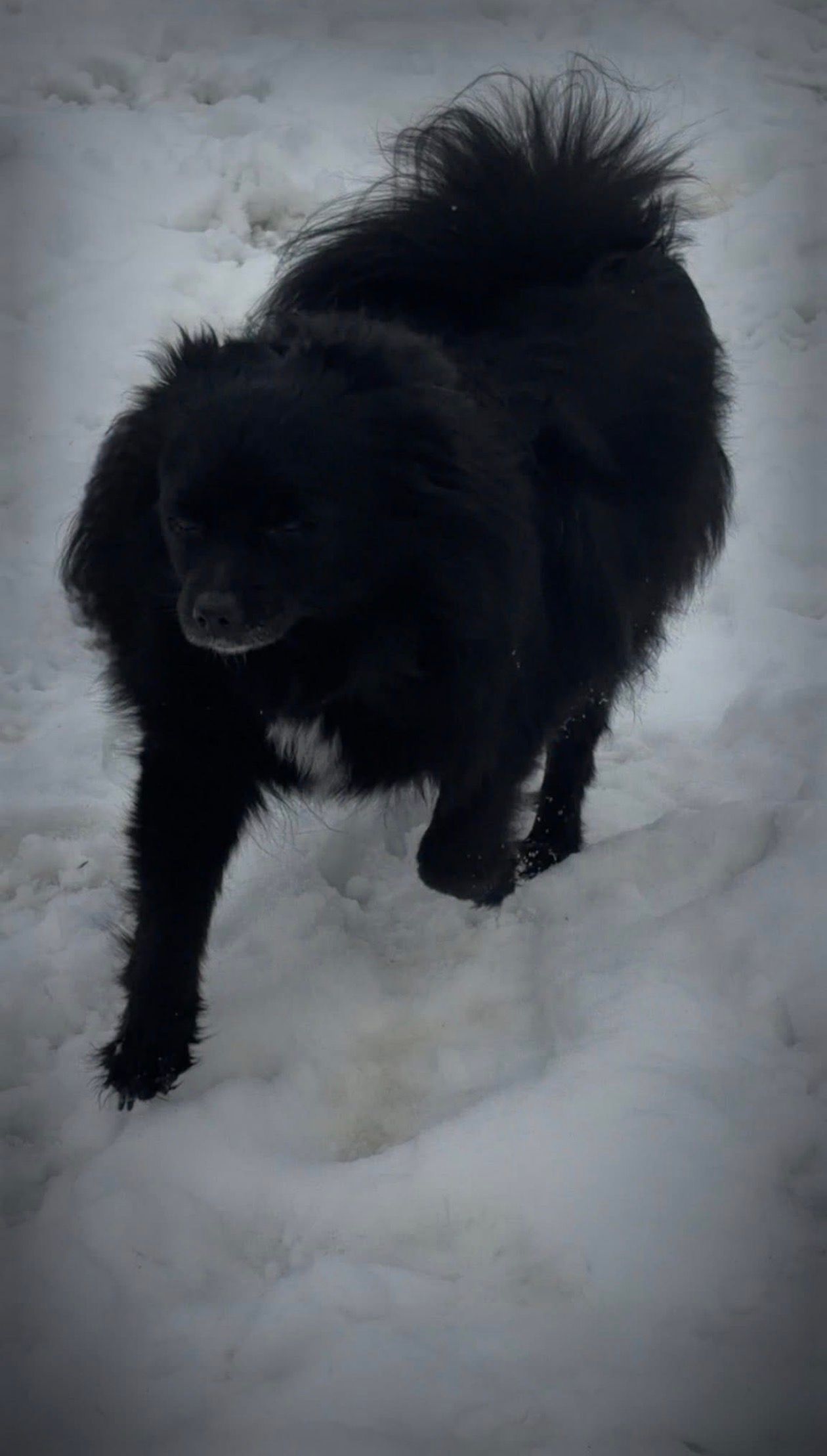 First Snow This Season!  thumbnail 2