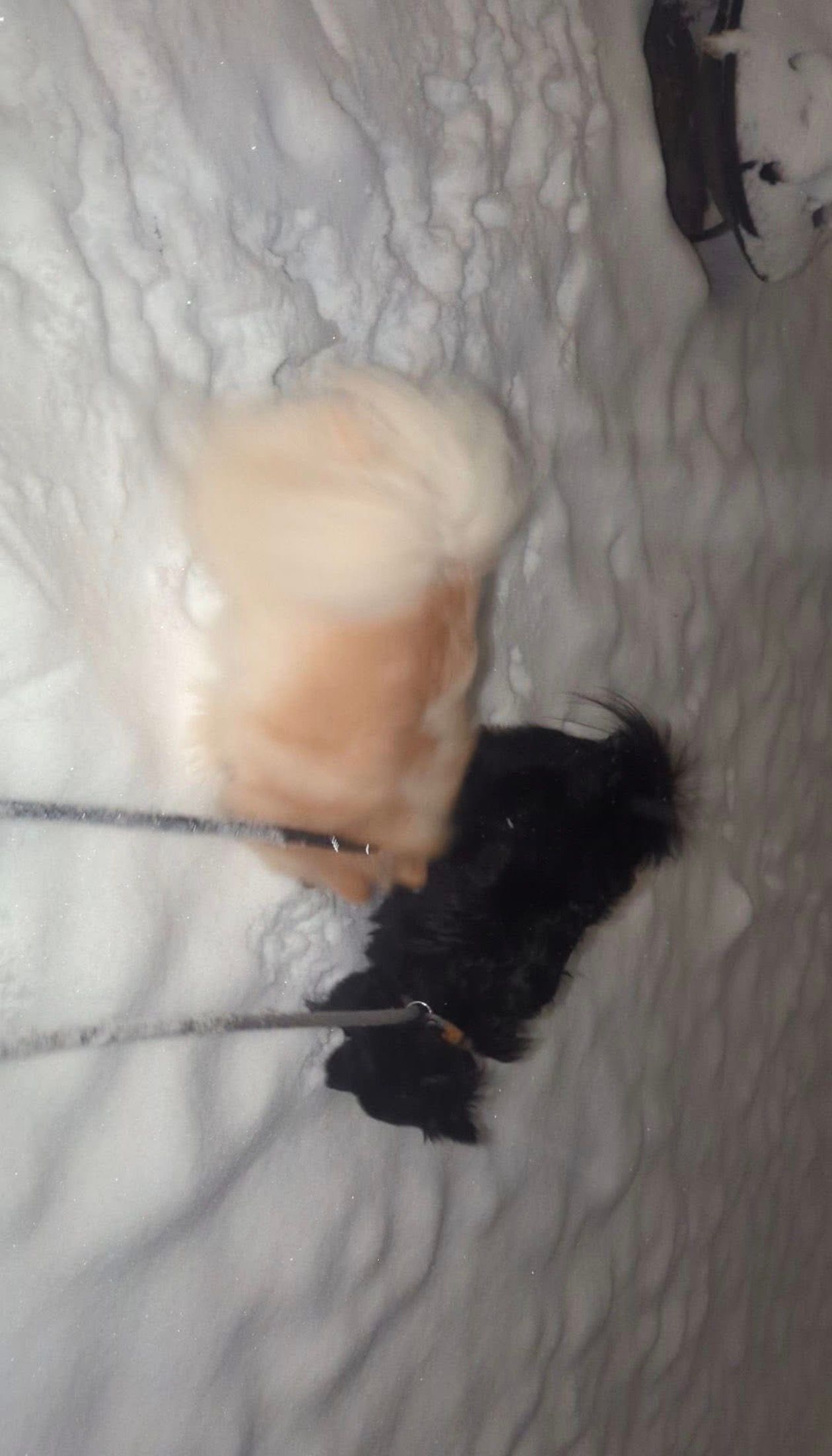 First Snow This Season!  thumbnail 3