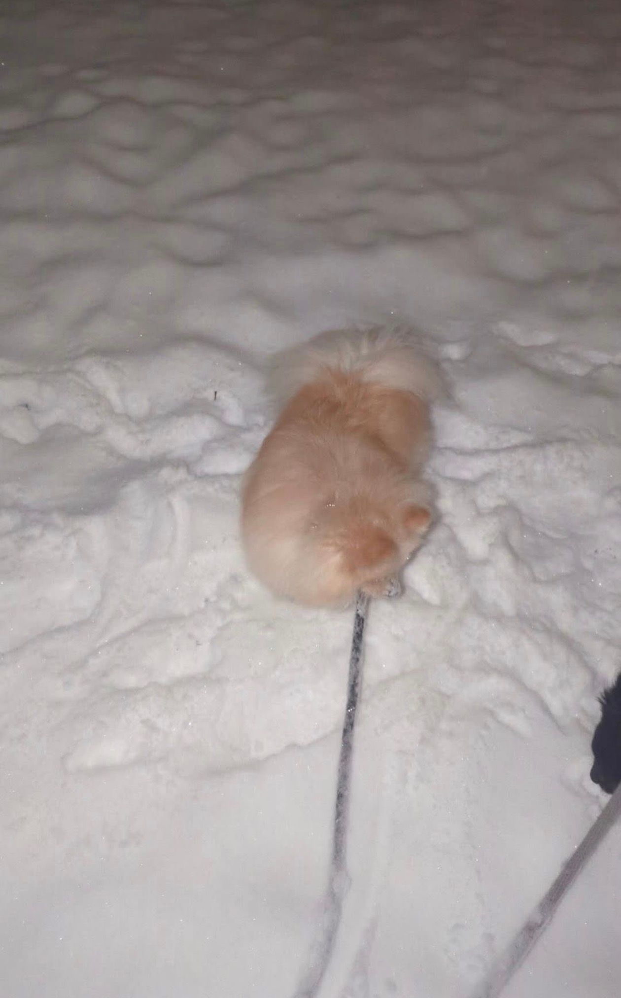 First Snow This Season!  thumbnail 4