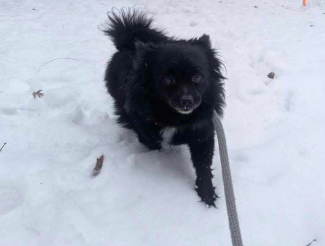 First Snow This Season!  thumbnail 5