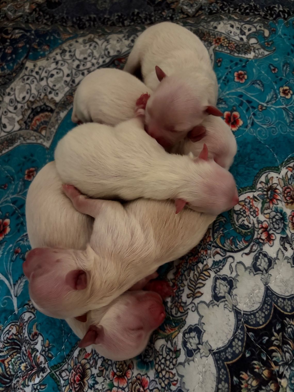 New Arrivals!! thumbnail 2