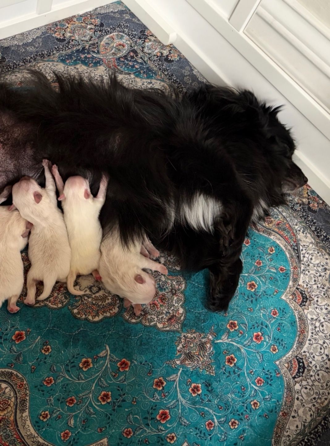 Cashmere Tending To Her Litter. 