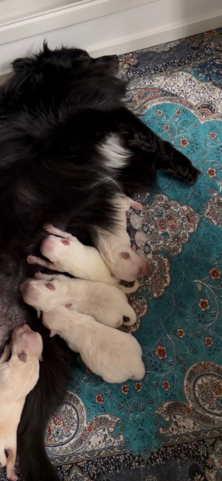 Cashmere Tending To Her Litter.  thumbnail 2