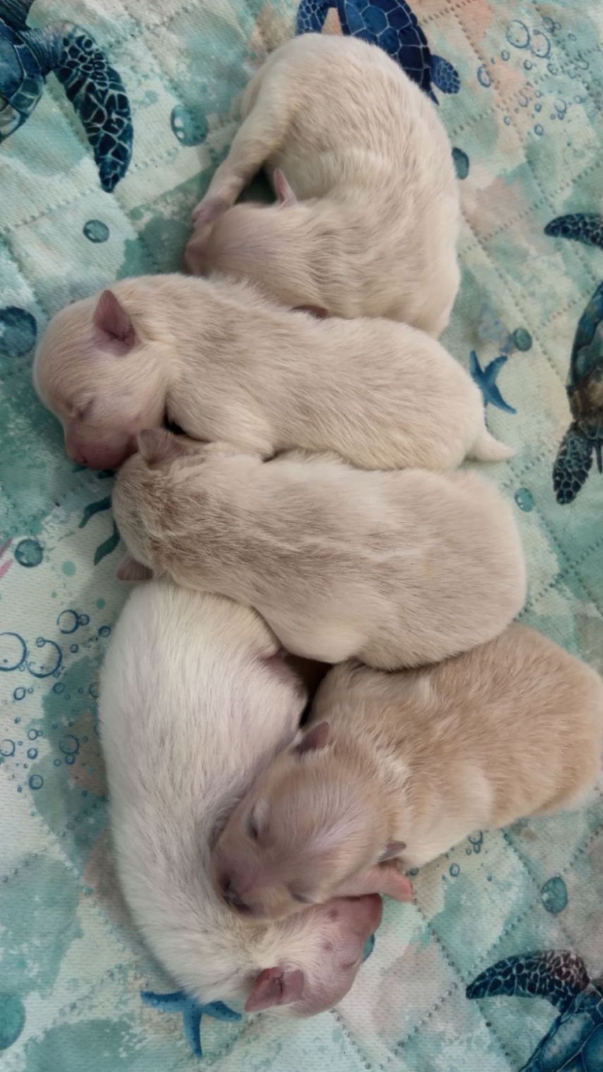 First Puppy Cuddle Puddle!