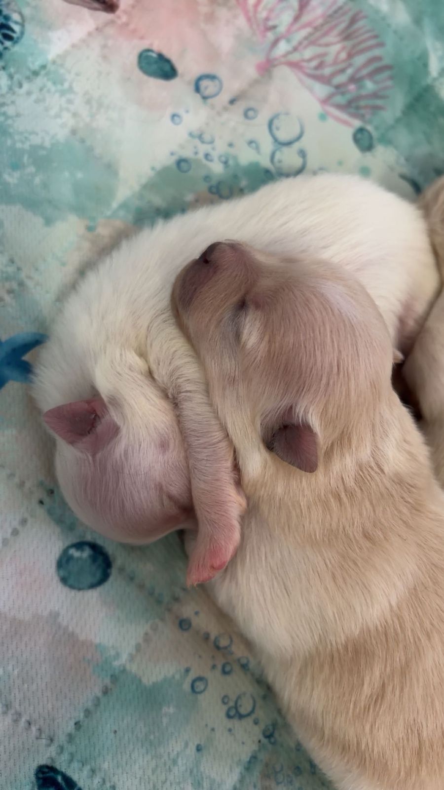 First Puppy Cuddle Puddle! thumbnail 2