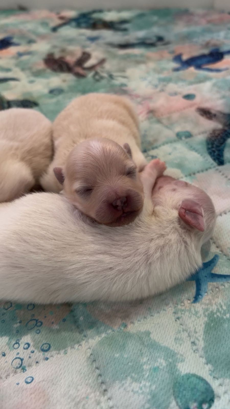 First Puppy Cuddle Puddle! thumbnail 3