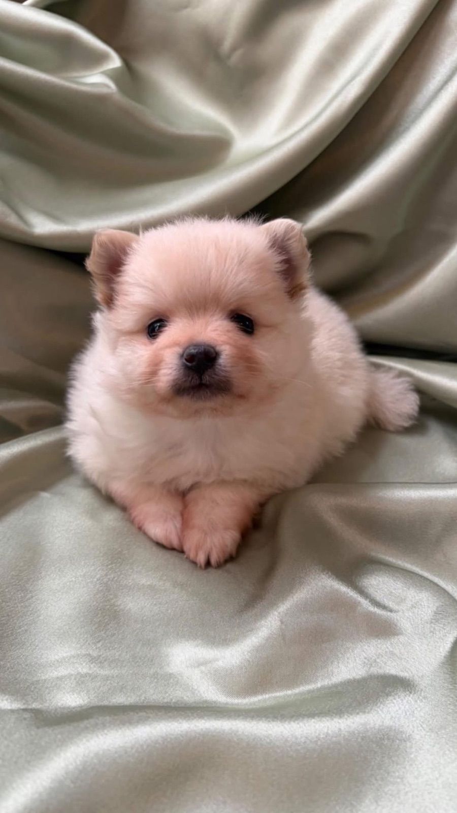 Sable. 