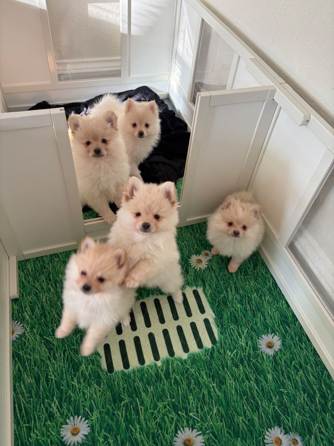 Our Sweet Babies All Together.  thumbnail 2