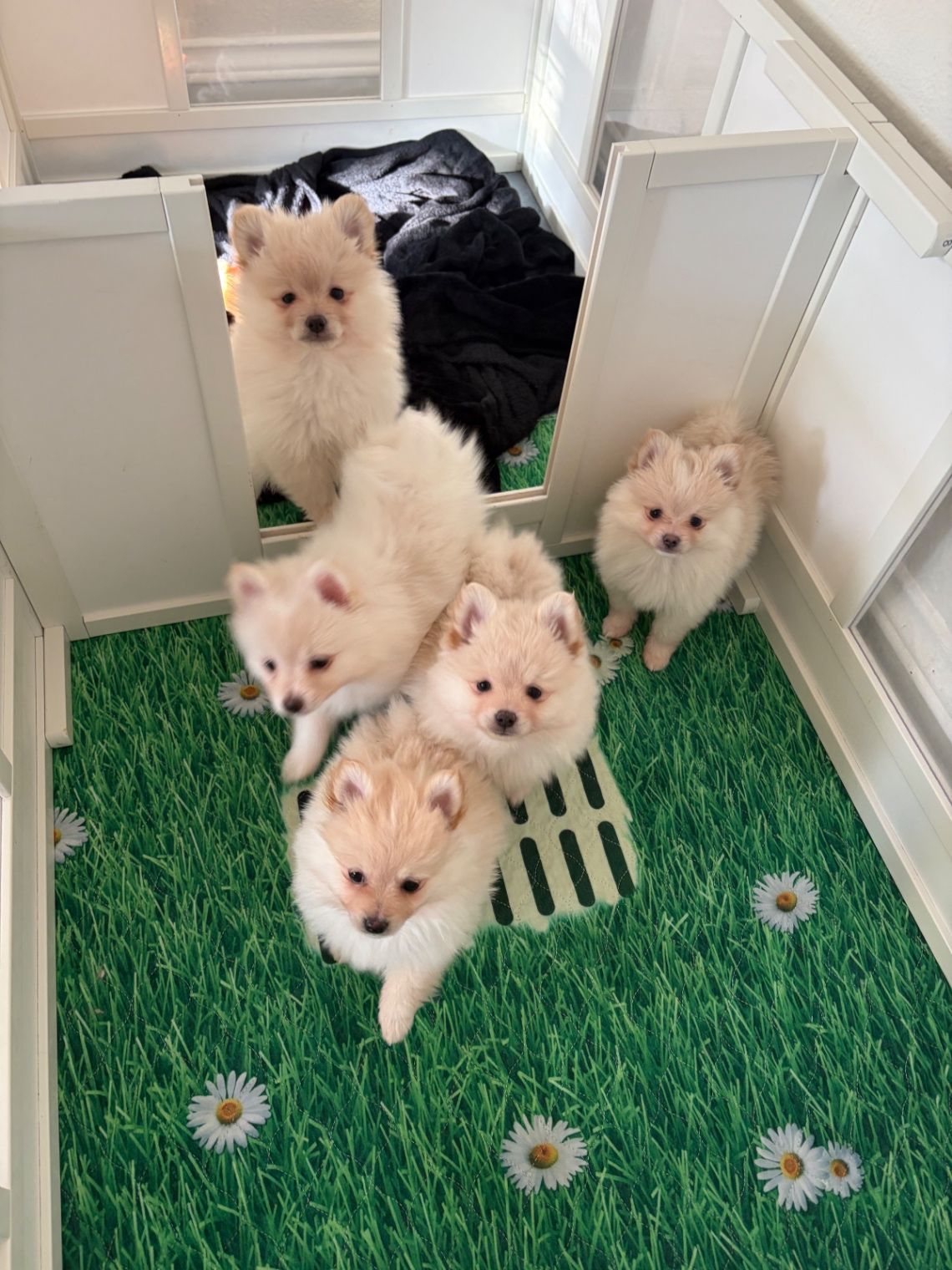 Our Sweet Babies All Together.  thumbnail 3