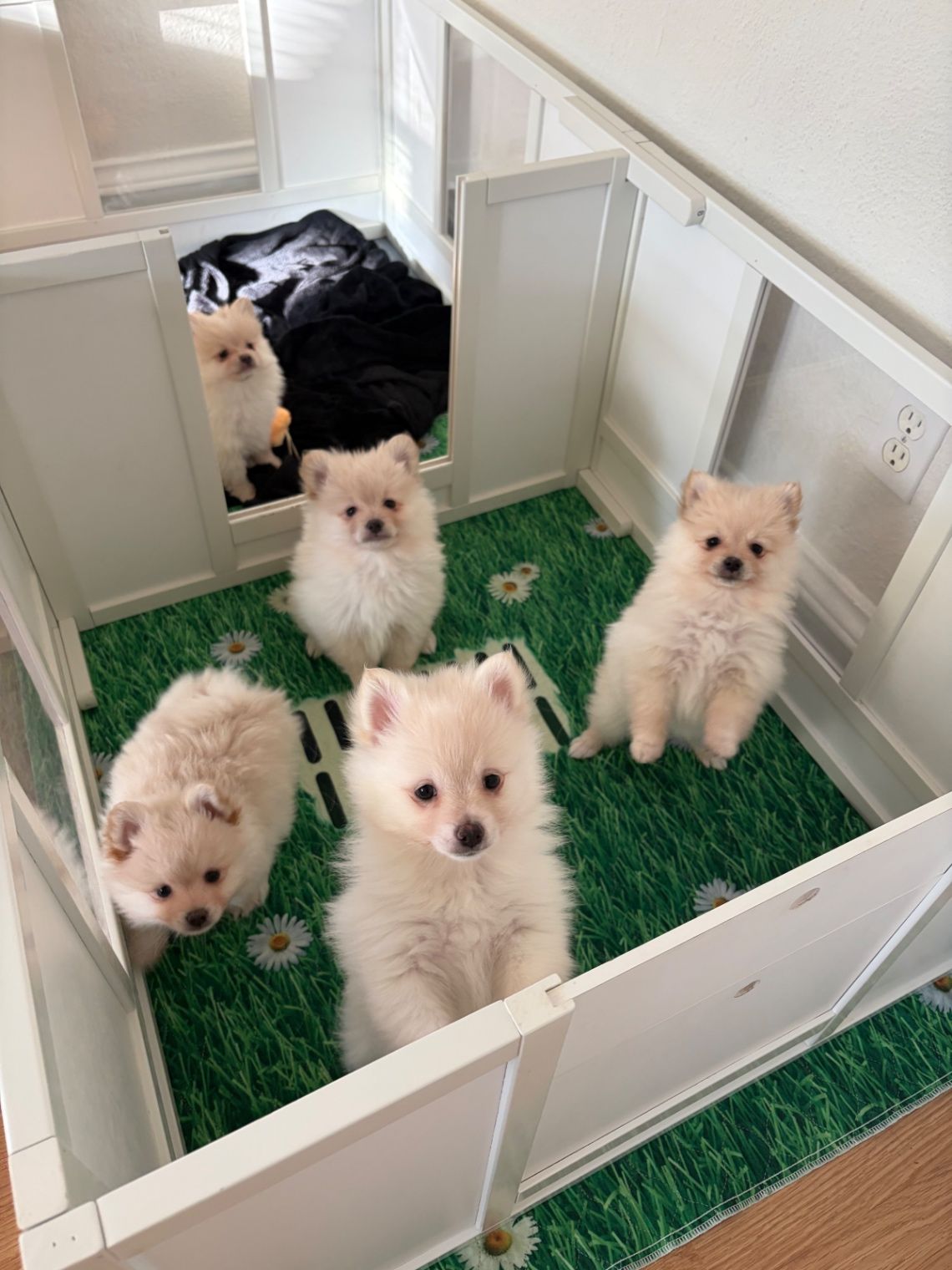 Our Sweet Babies All Together.  thumbnail 4