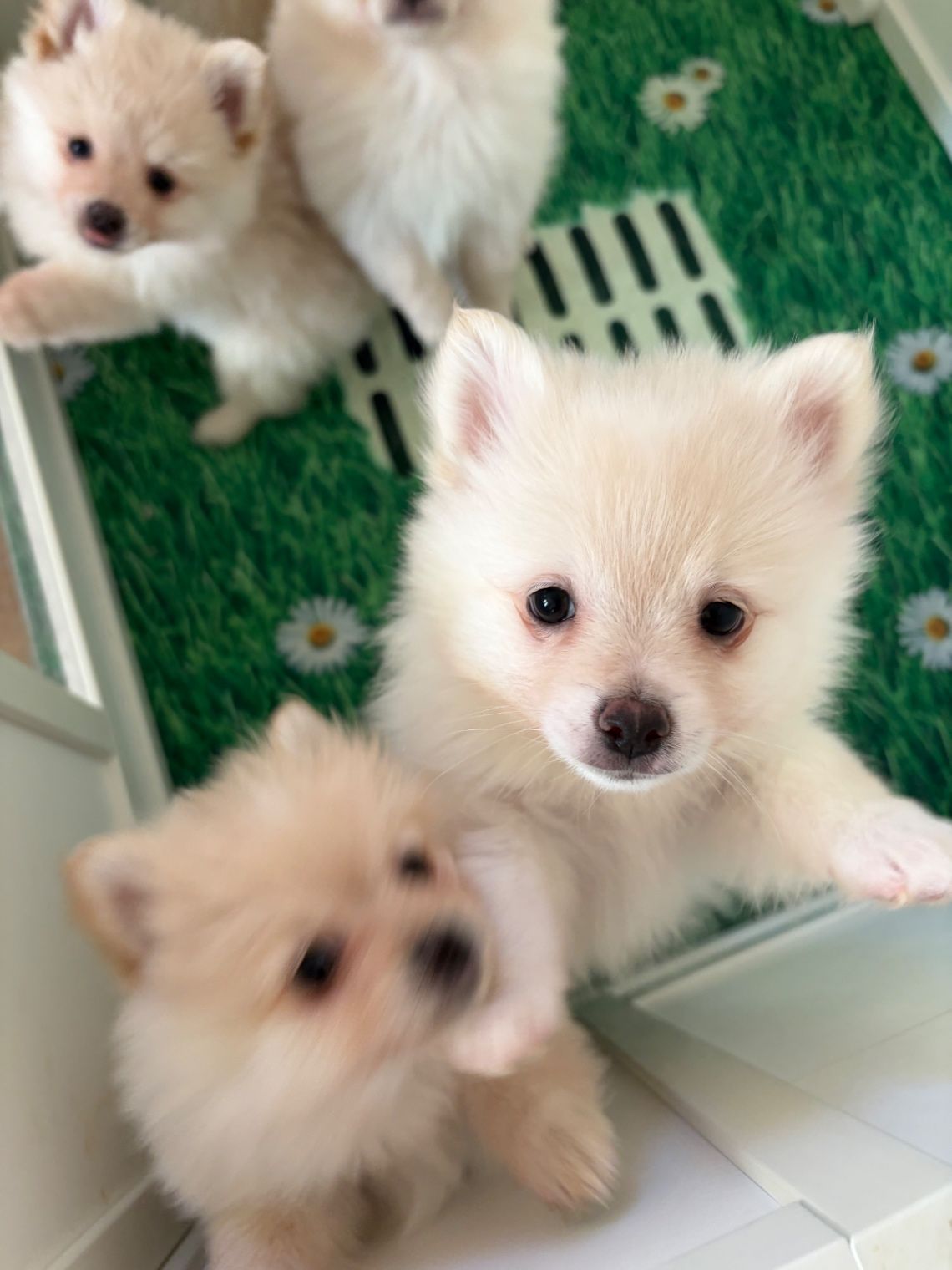 Our Sweet Babies All Together.  thumbnail 5