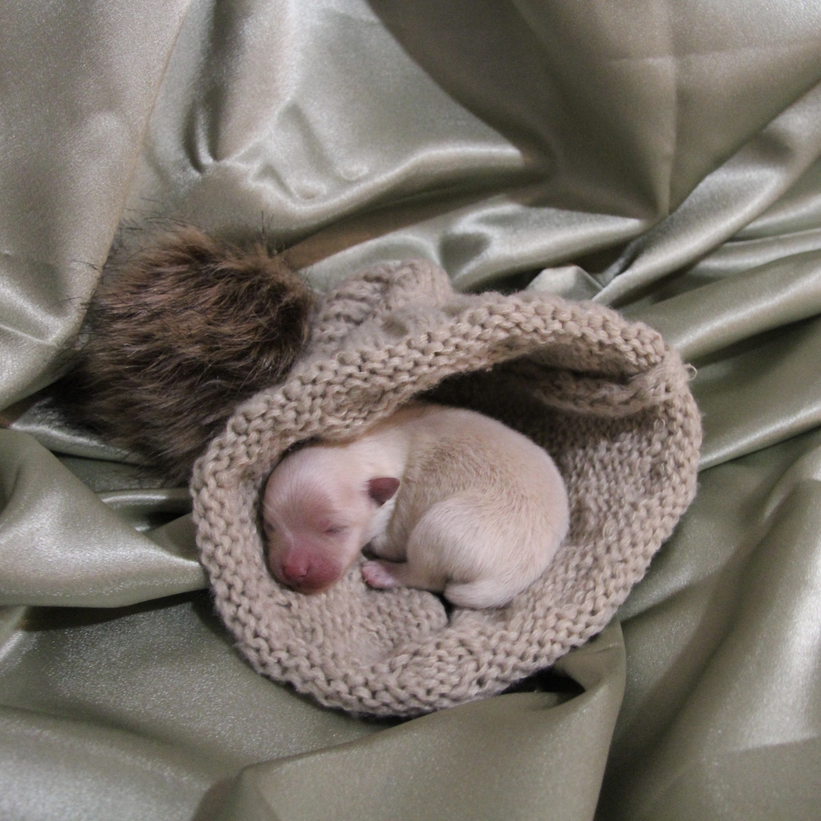 puppy-1