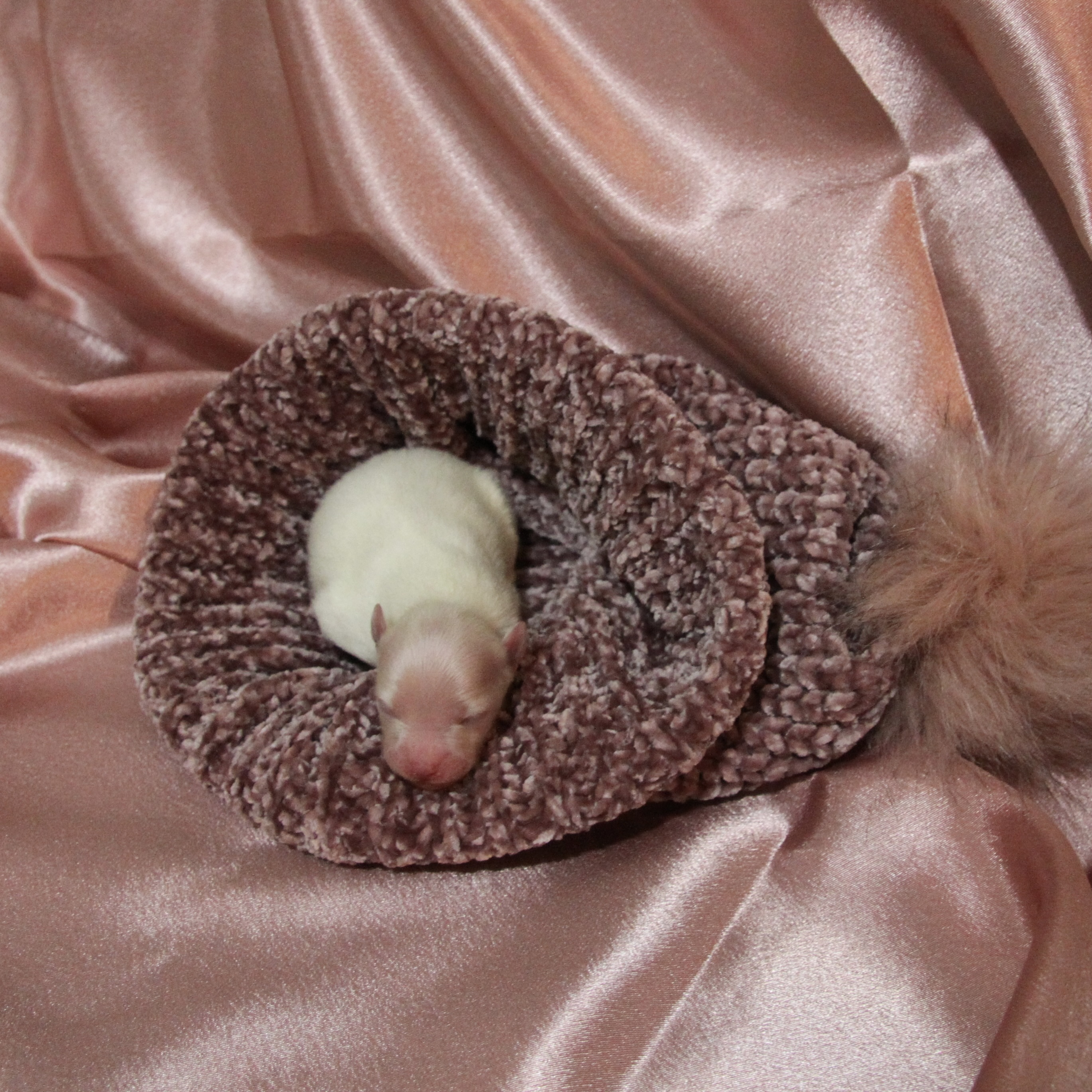 puppy-1