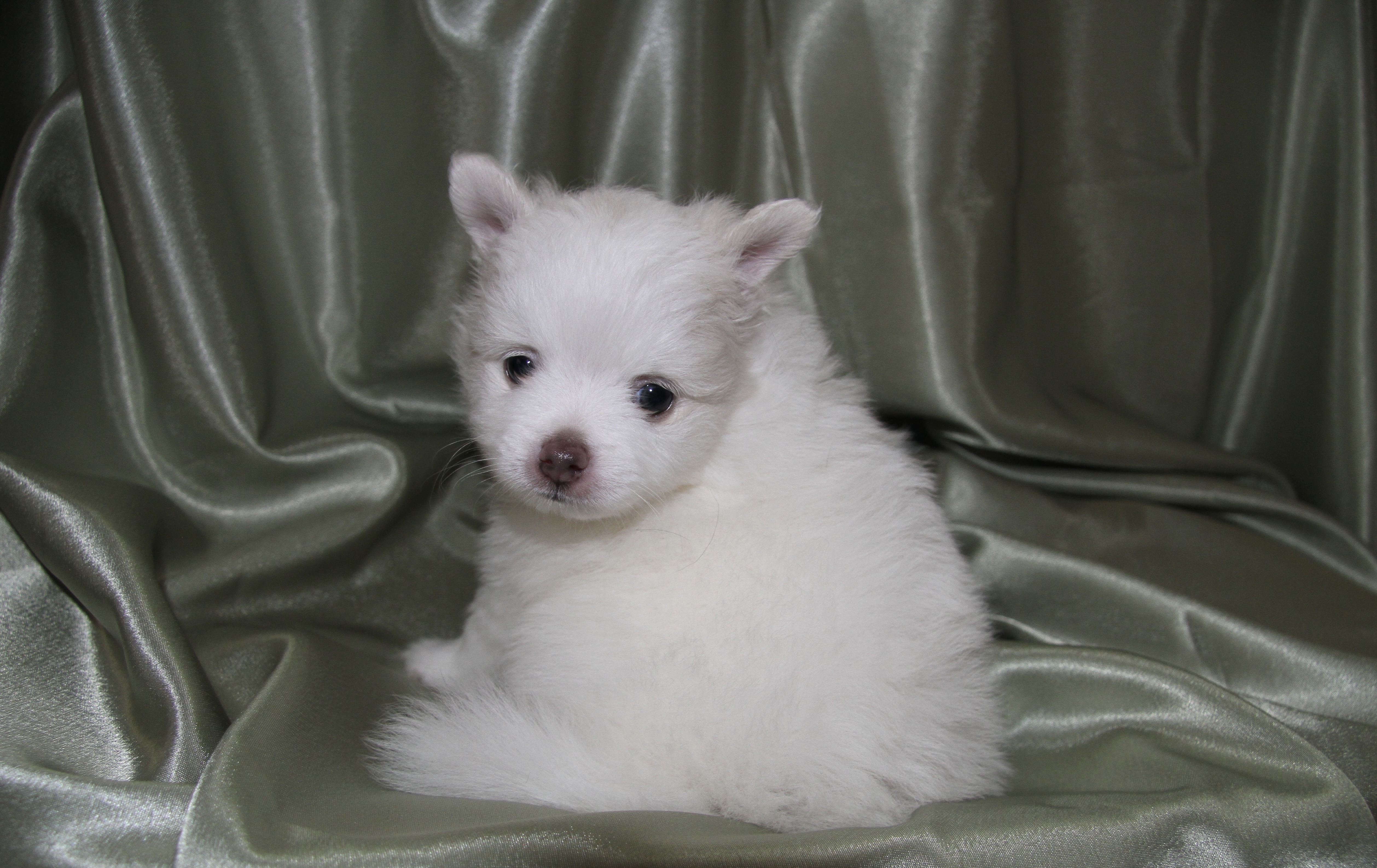 Cotton