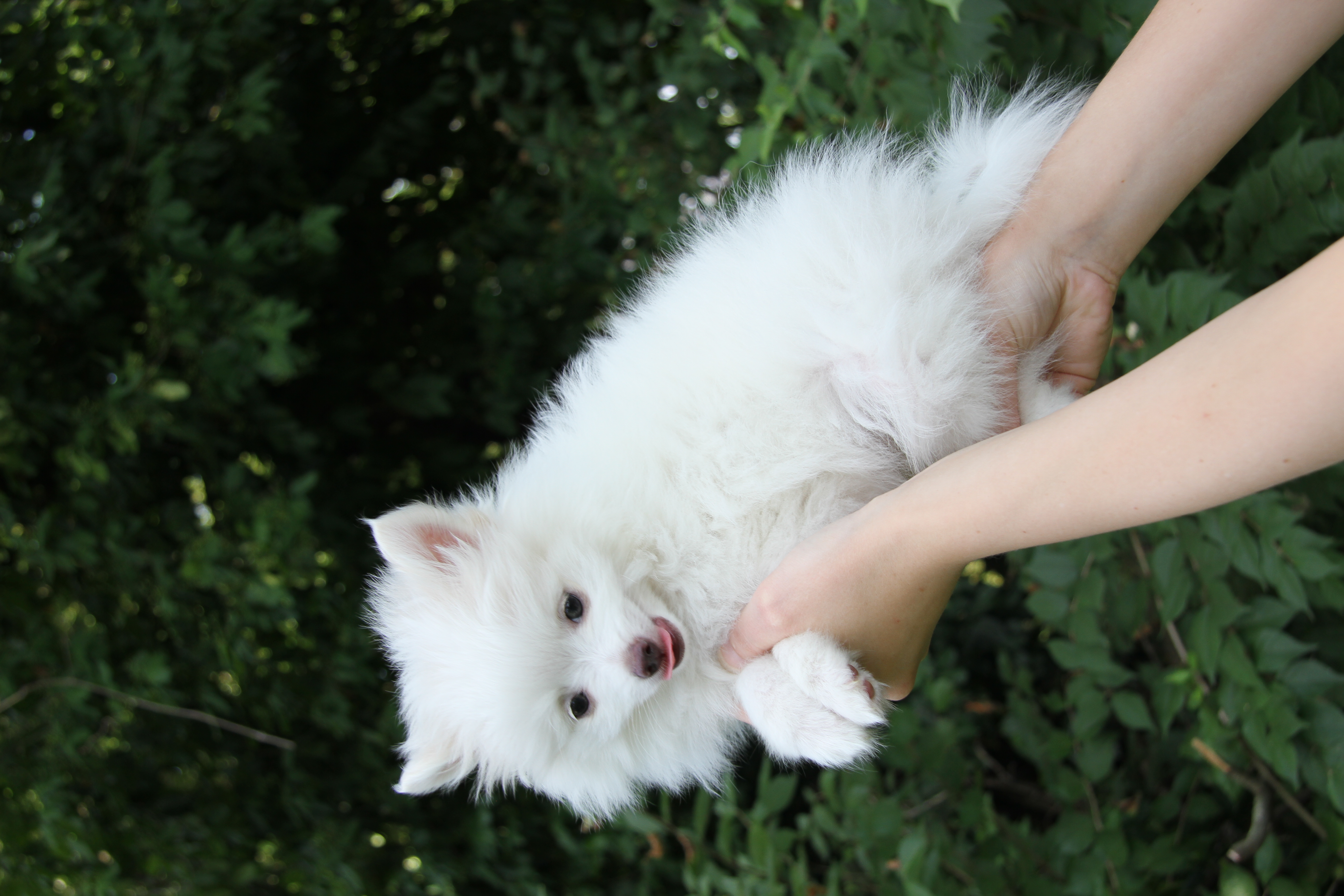 Cotton